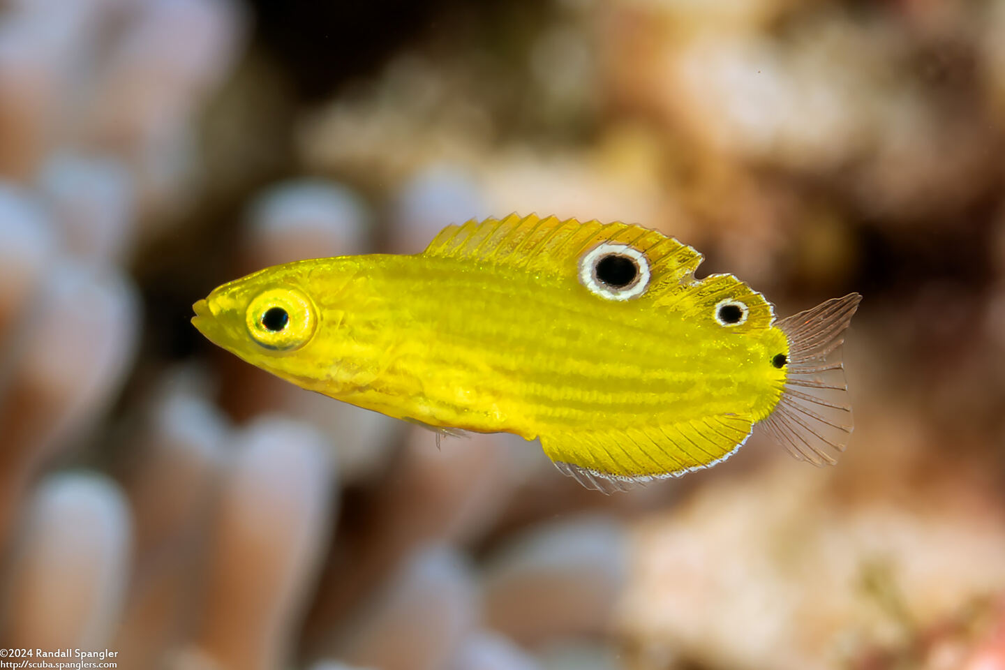 Halichoeres chrysus (Canary Wrasse)