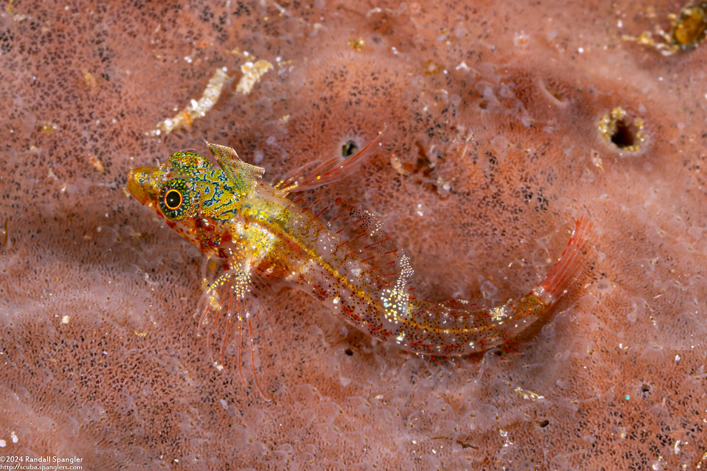 Enneapterygius mirabilis (Miracle Triplefin)