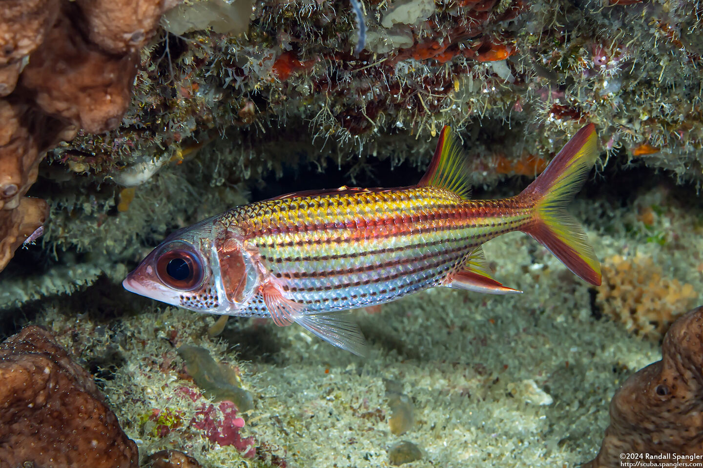 Neoniphon sammara (Spotfin Squirrelfish)