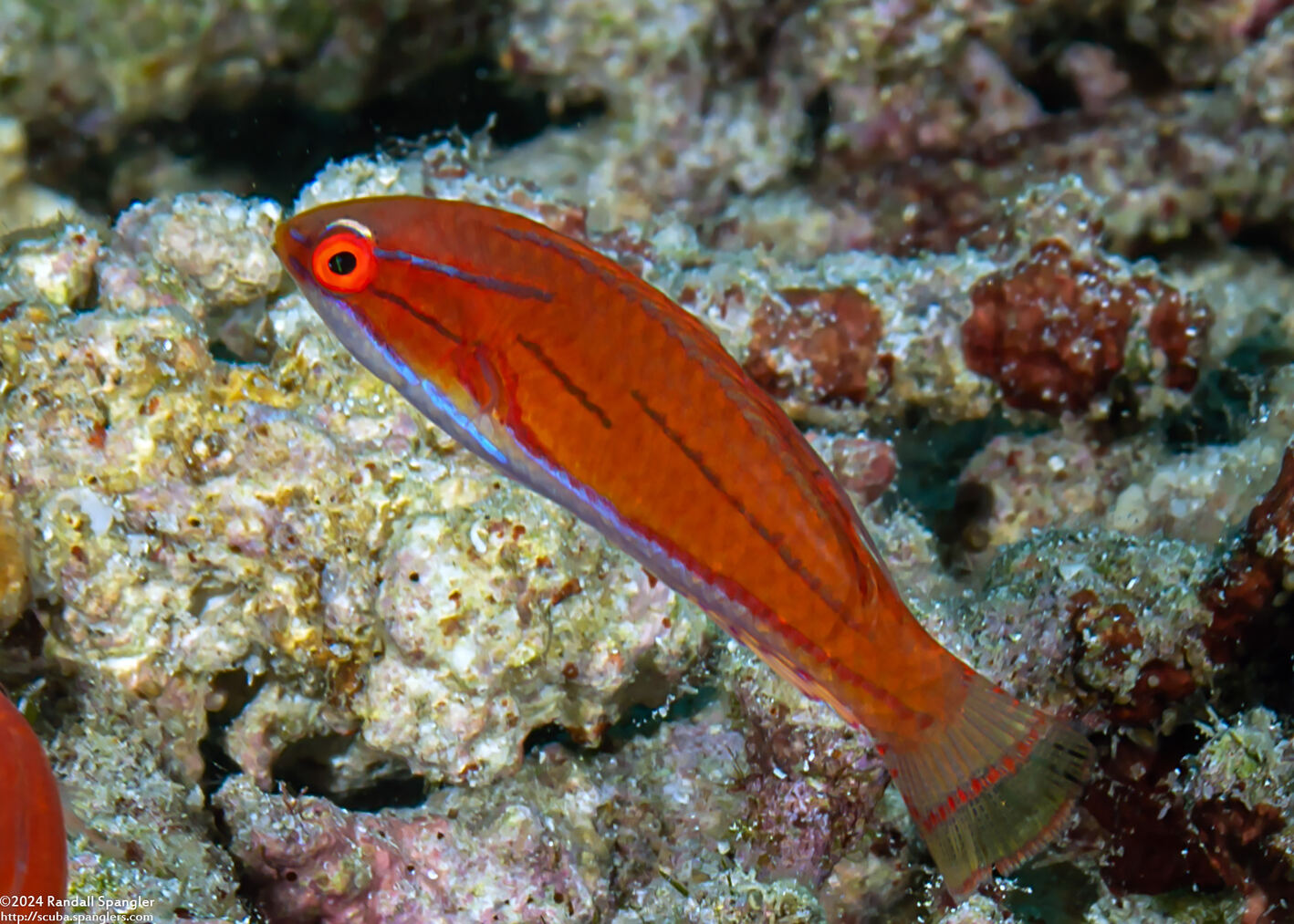 Paracheilinus carpenteri (Carpenter's Flasher)