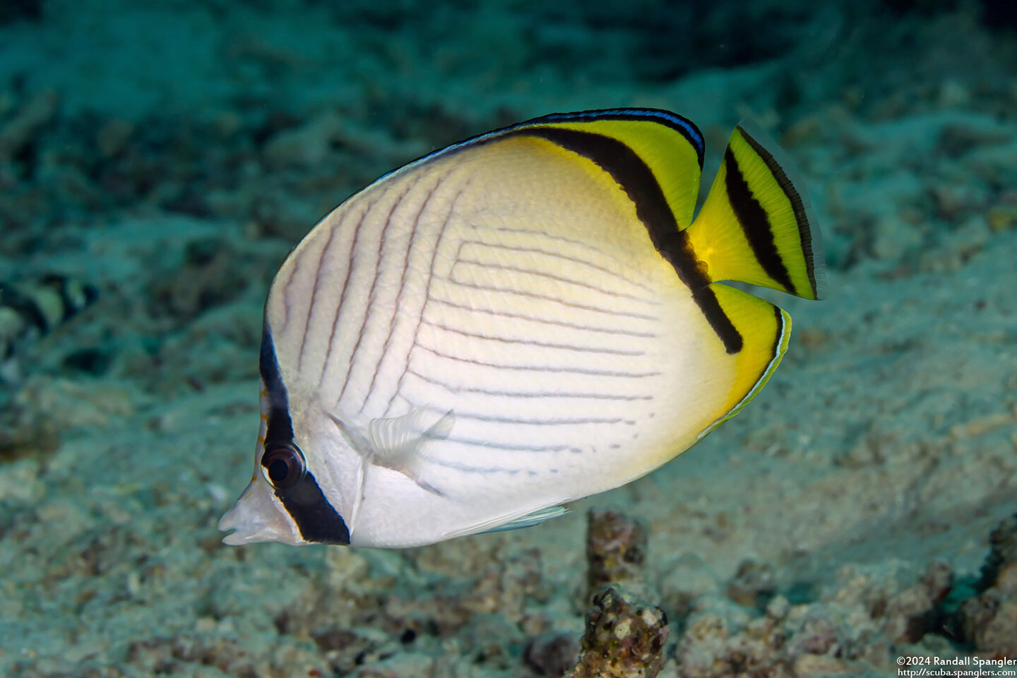 Chaetodon vagabundus (Vagabond Butterflyfish)