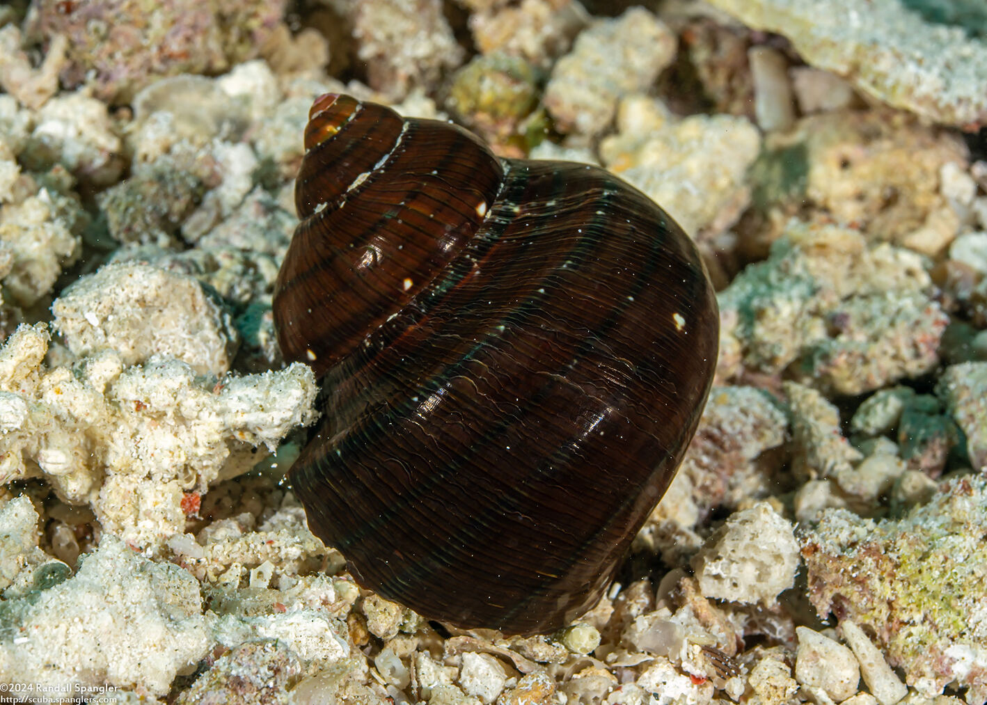 Turbo petholatus (Tapestry Turban)