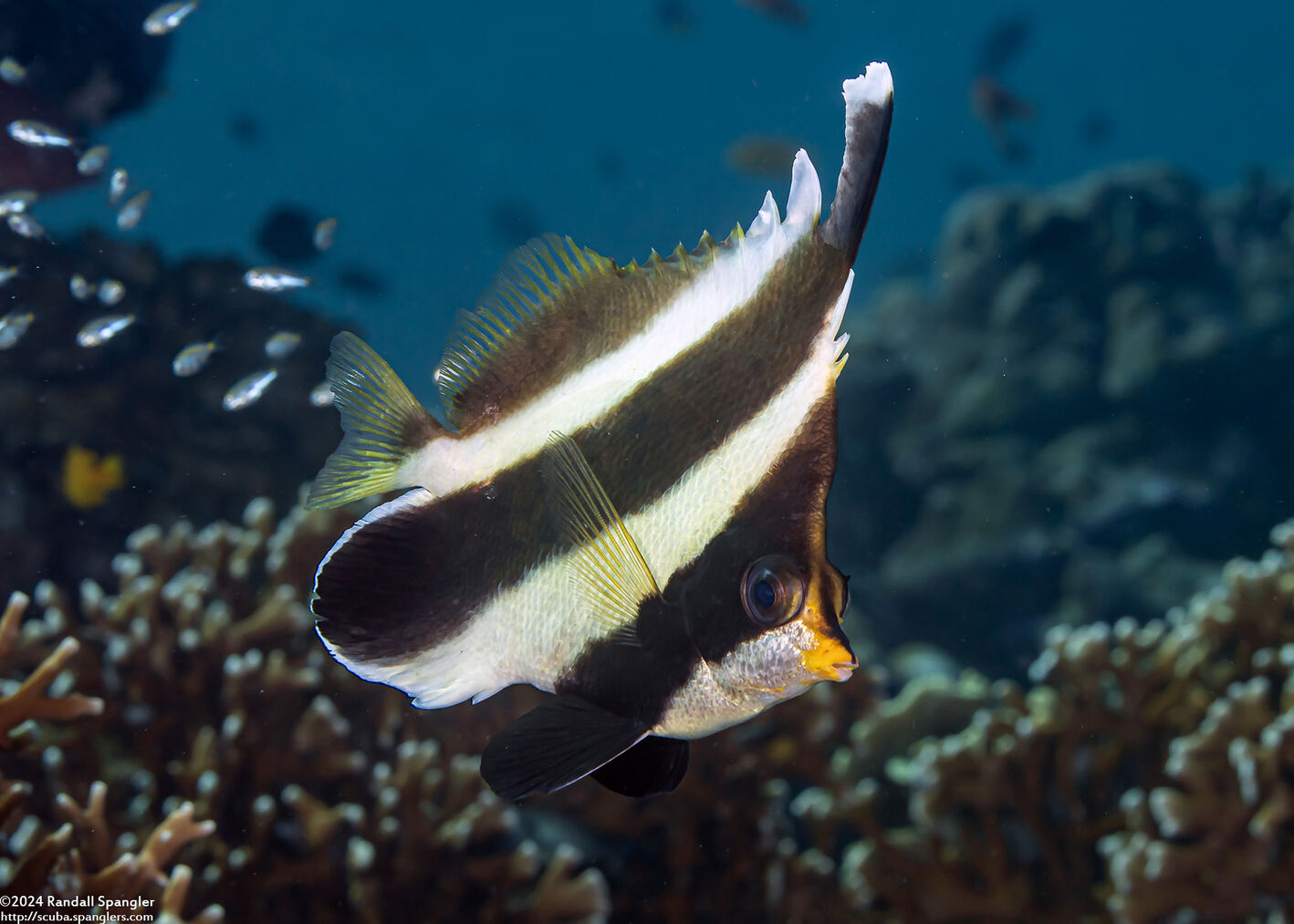 Heniochus chrysostomus (Pennant Bannerfish)