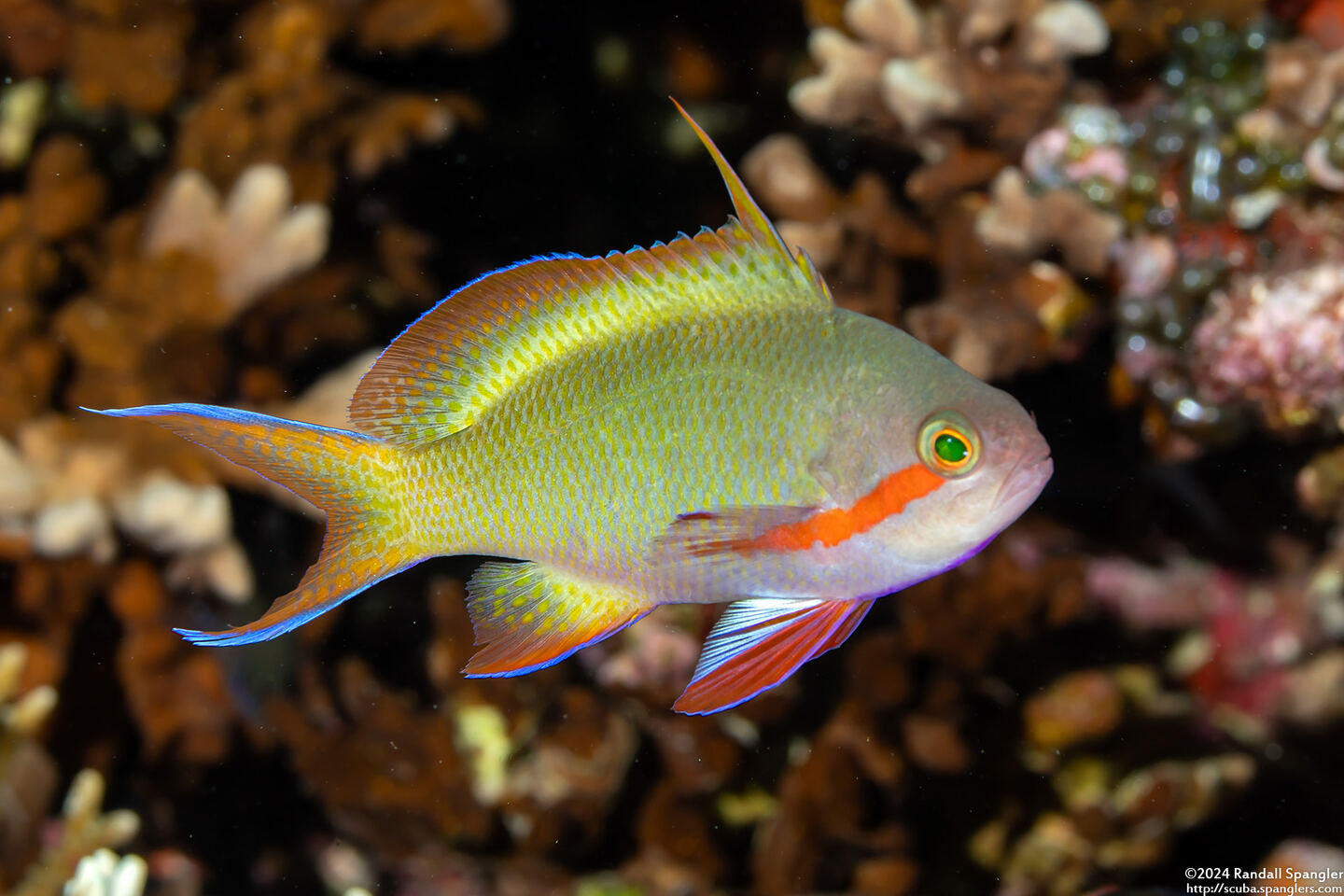 Pseudanthias huchtii (Threadfin Anthias)