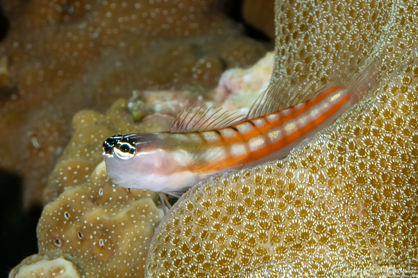 Ecsenius bathi (Bath's Coralblenny)