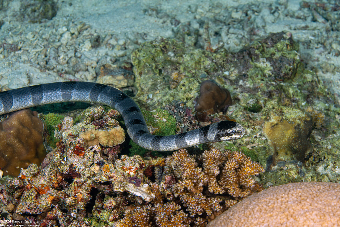 Laticauda colubrina (Banded Sea Krait)