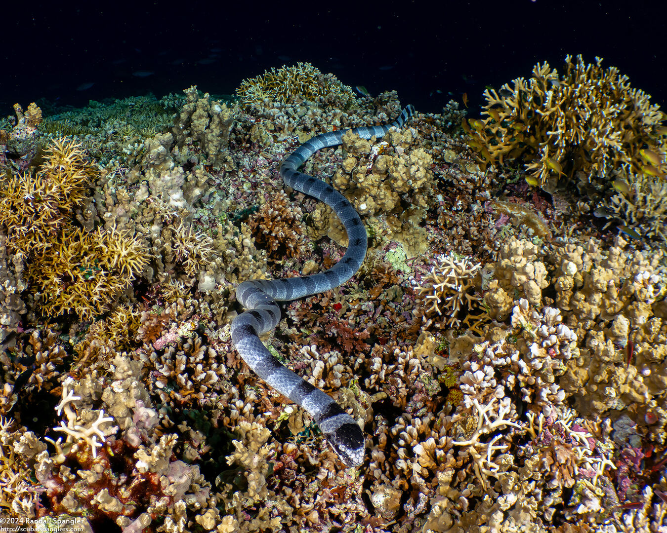 Laticauda colubrina (Banded Sea Krait)