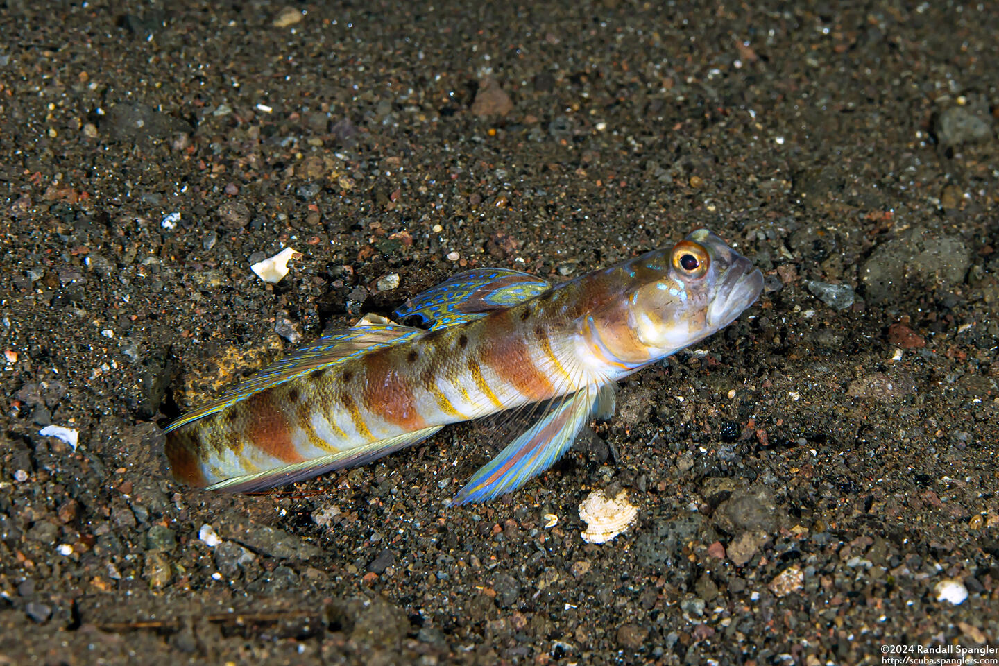 Amblyeleotris arcupinna (Arcfin Shrimpgoby)