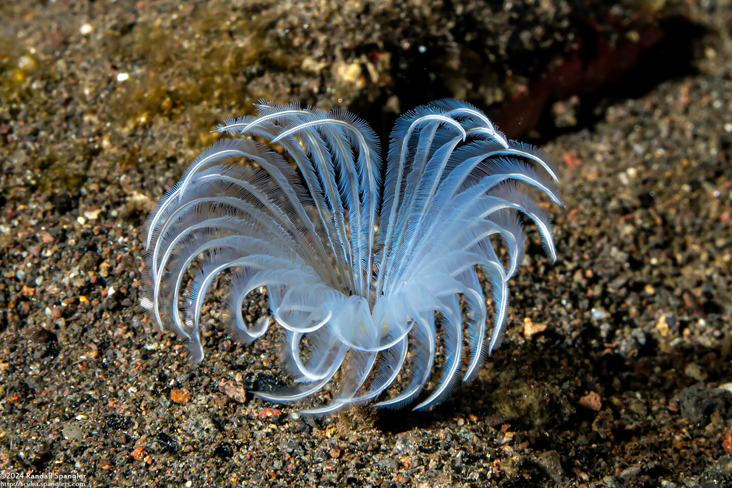 Sabellidae sp.2 (Sabellidae sp.2)