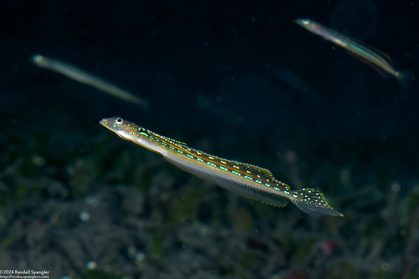 Trichonotus elegans (Threadfin Sand Diver)