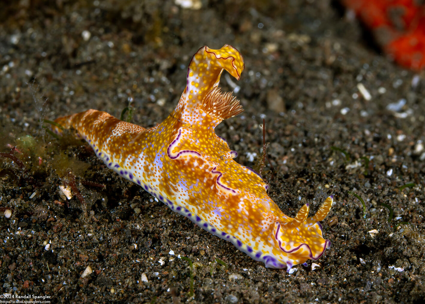 Ceratosoma tenue (Many-Lobed Ceratosoma)