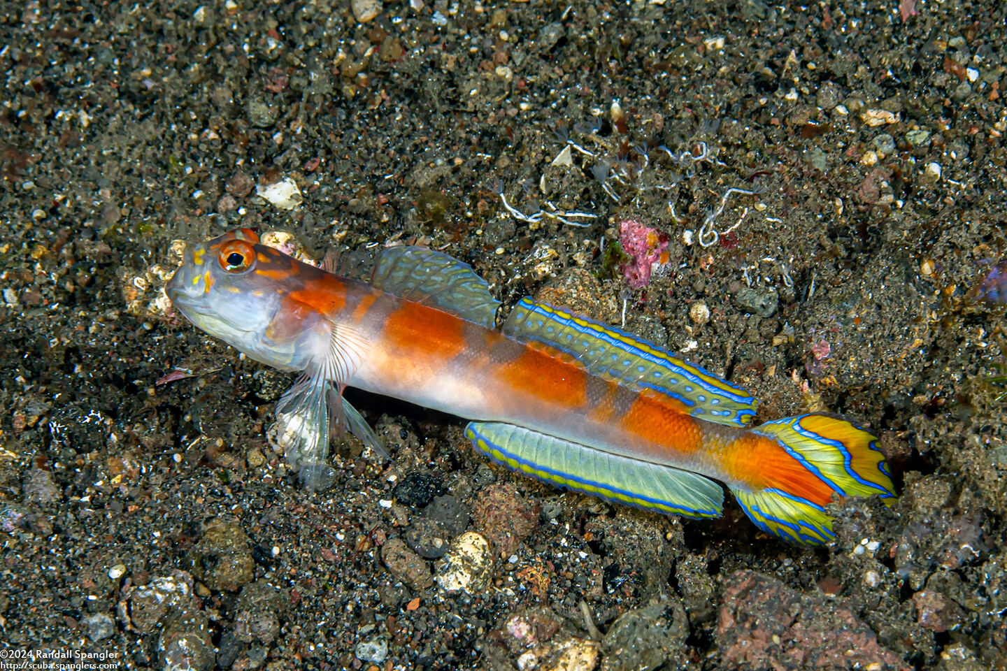 Amblyeleotris yanoi (Flagtail Shrimpgoby)