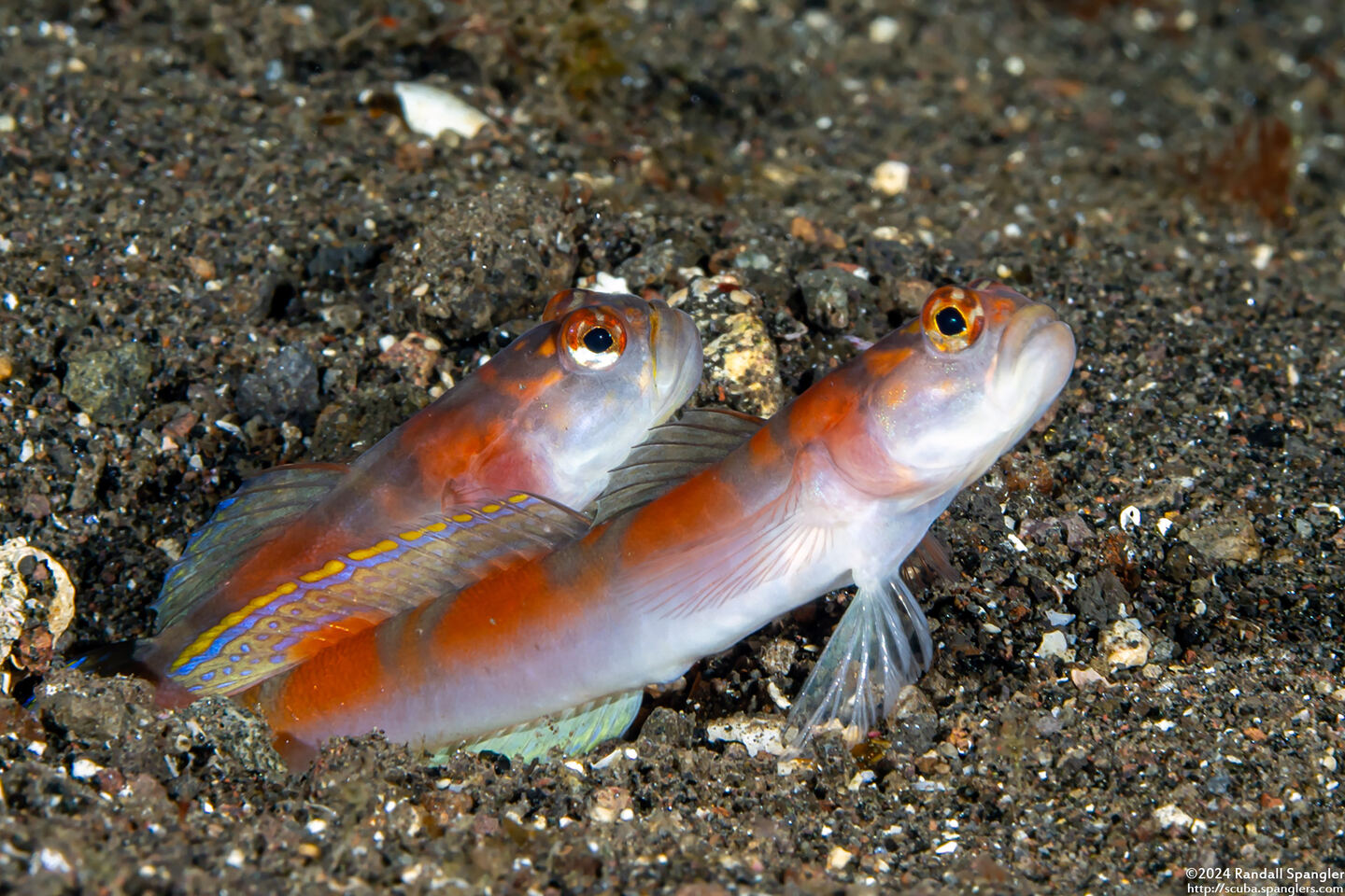 Amblyeleotris yanoi (Flagtail Shrimpgoby)