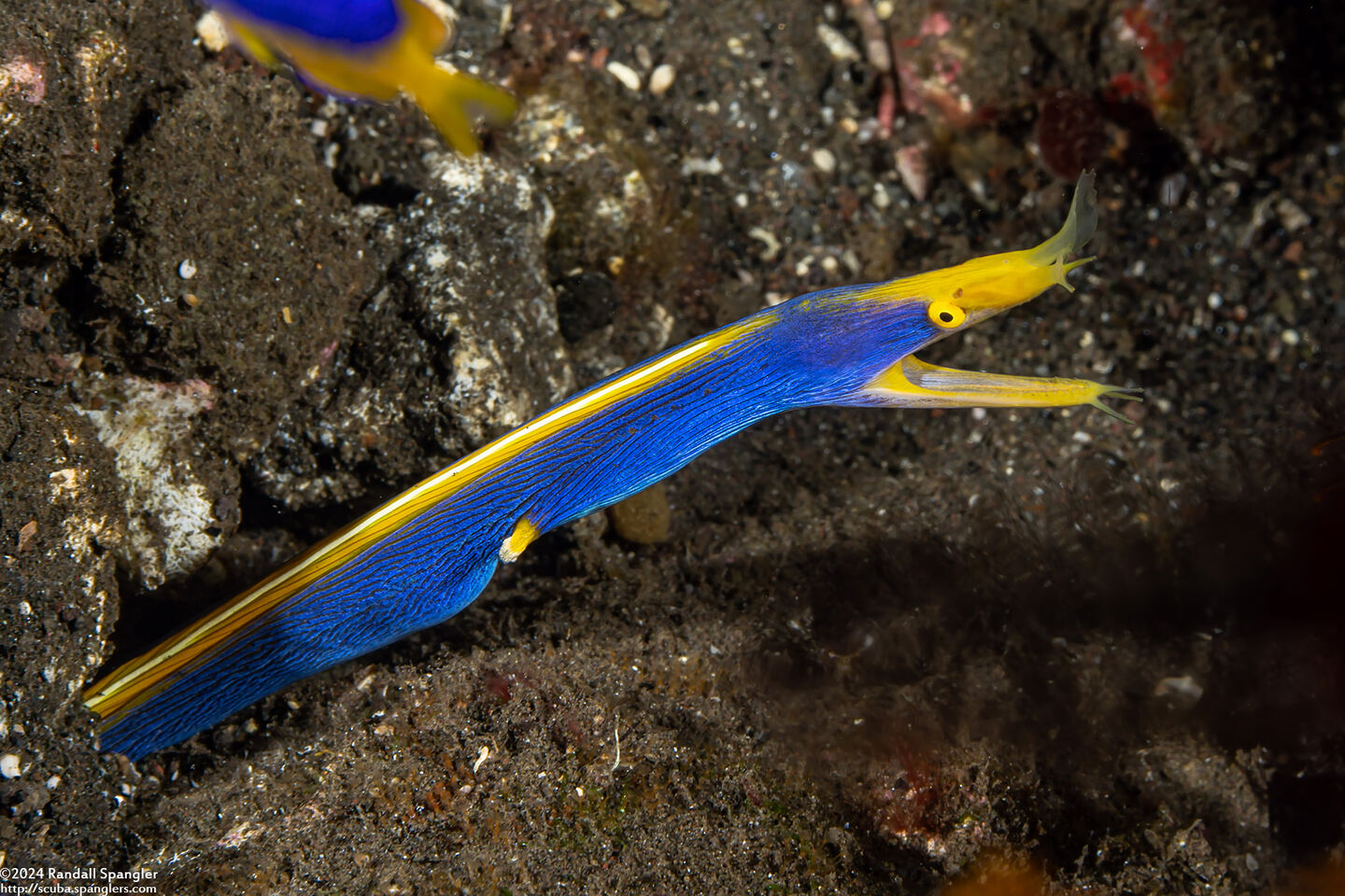 Rhinomuraena quaesita (Ribbon Eel)