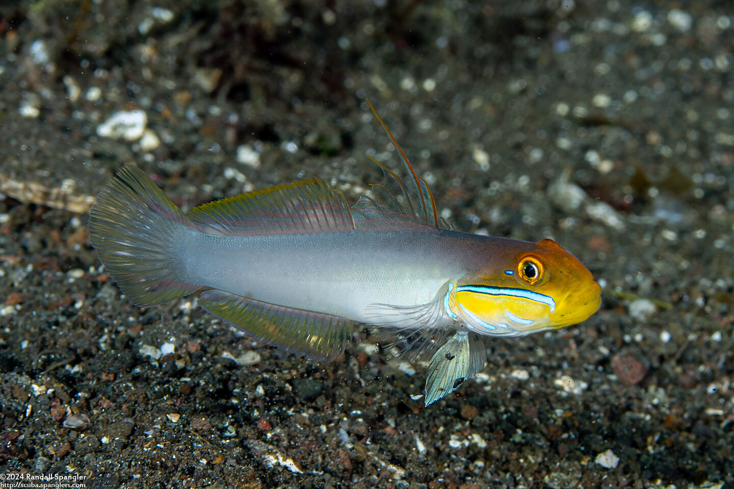 Valenciennea strigata (Bluestreak Goby)