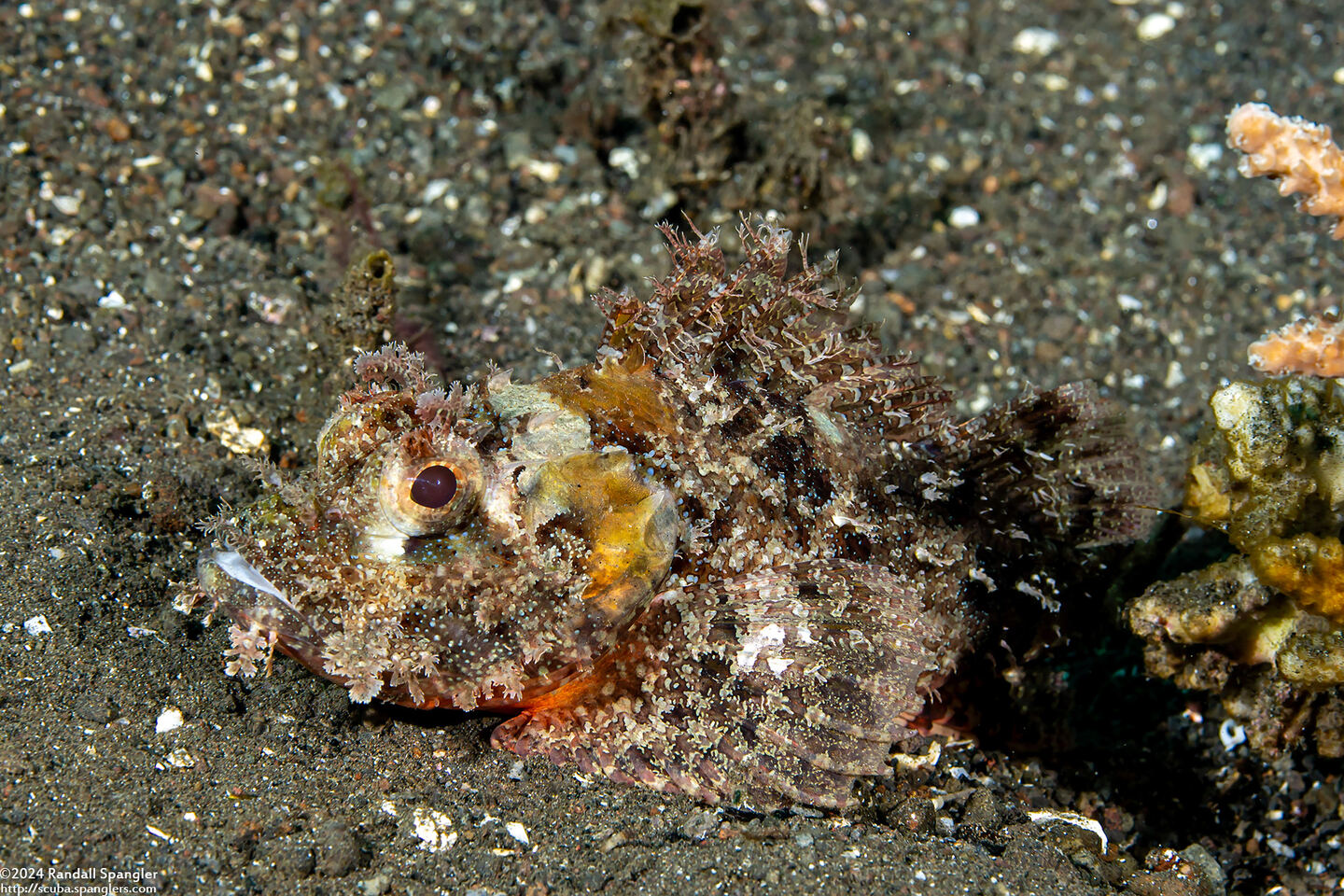 Scorpaenopsis venosa (Raggy Scorpionfish)