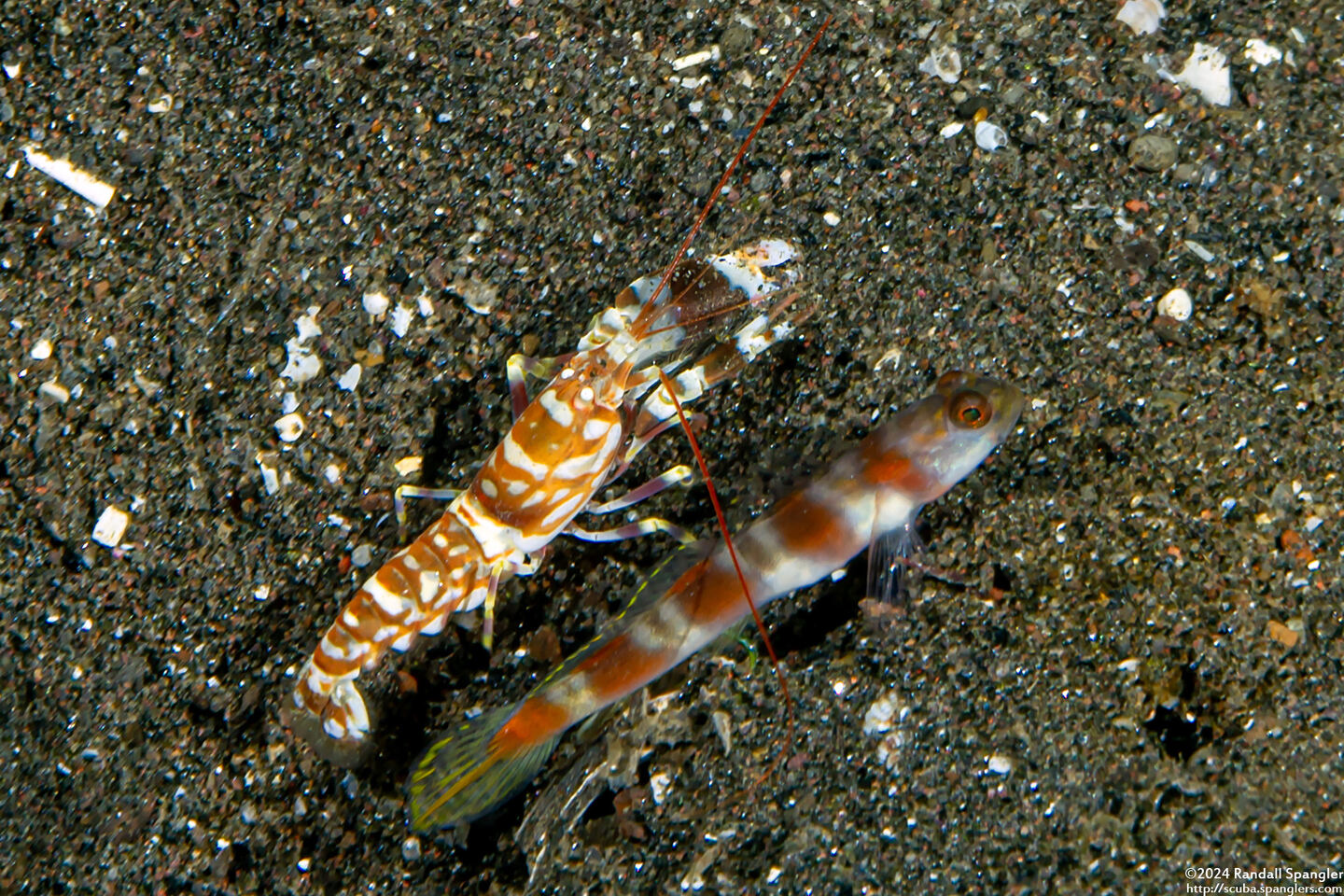 Alpheus bellulus (Tiger Snapping Shrimp)