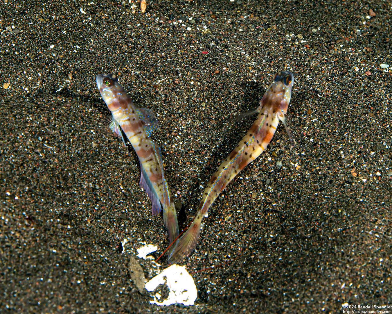 Amblyeleotris arcupinna (Arcfin Shrimpgoby)