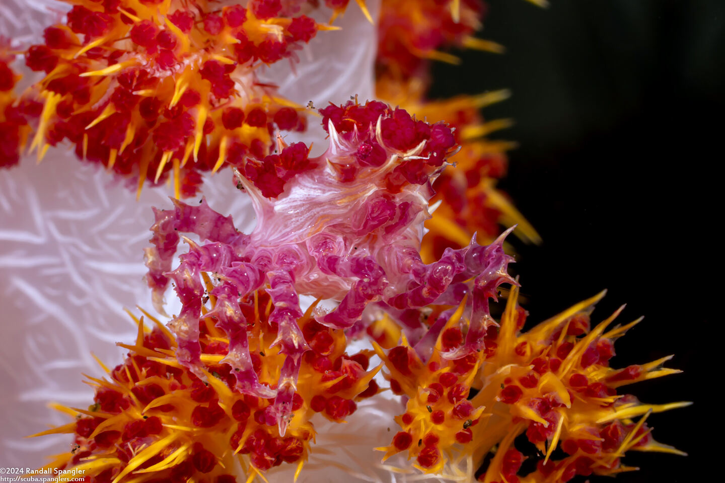 Hoplophrys oatesii (Soft Coral Crab)