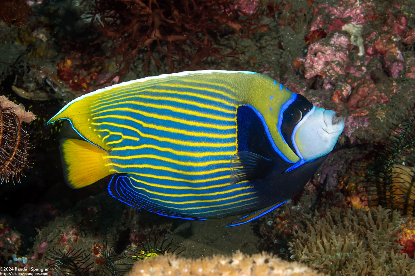 Pomacanthus imperator (Emperor Angelfish)