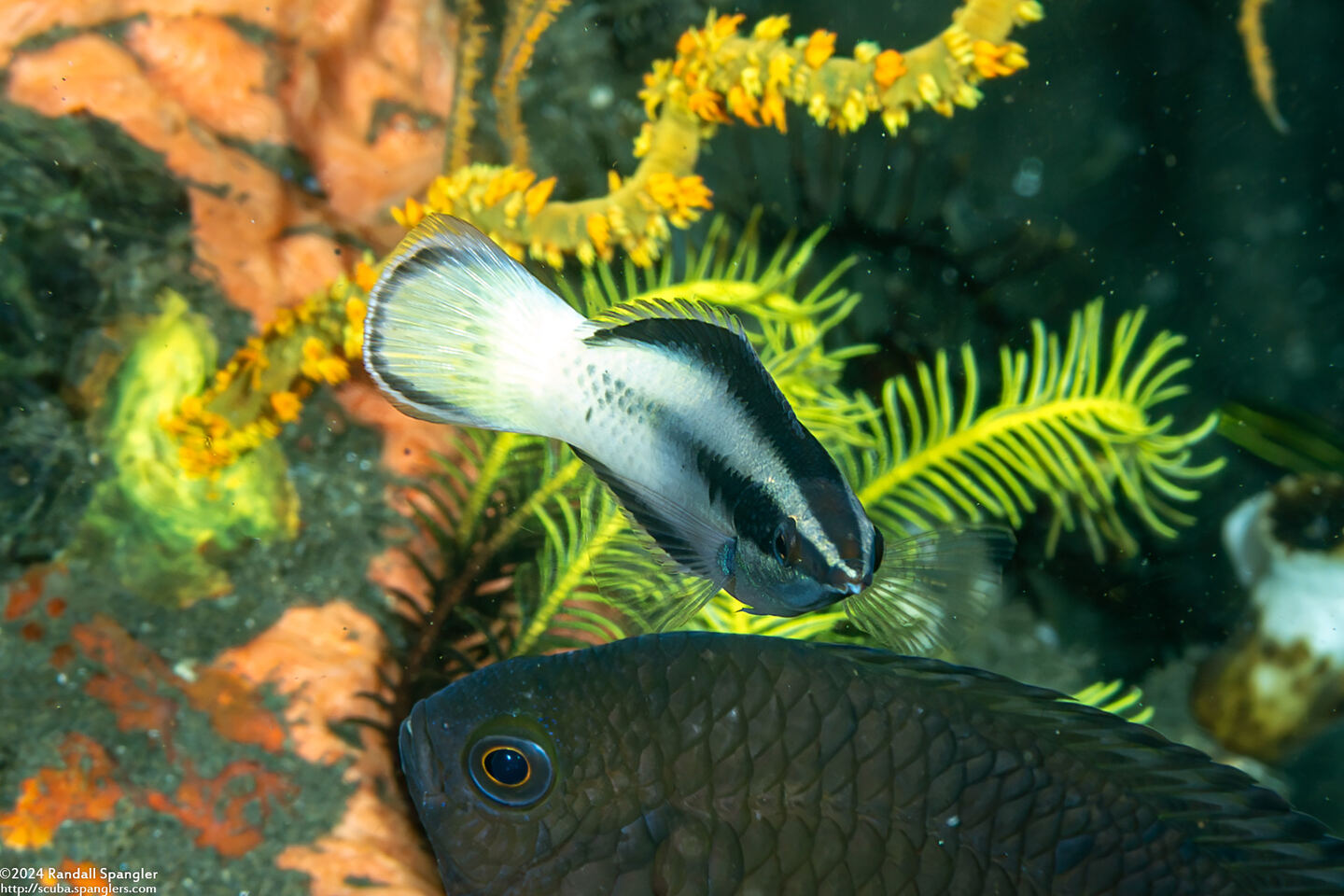 Labroides bicolor (Bicolor Cleaner Wrasse)