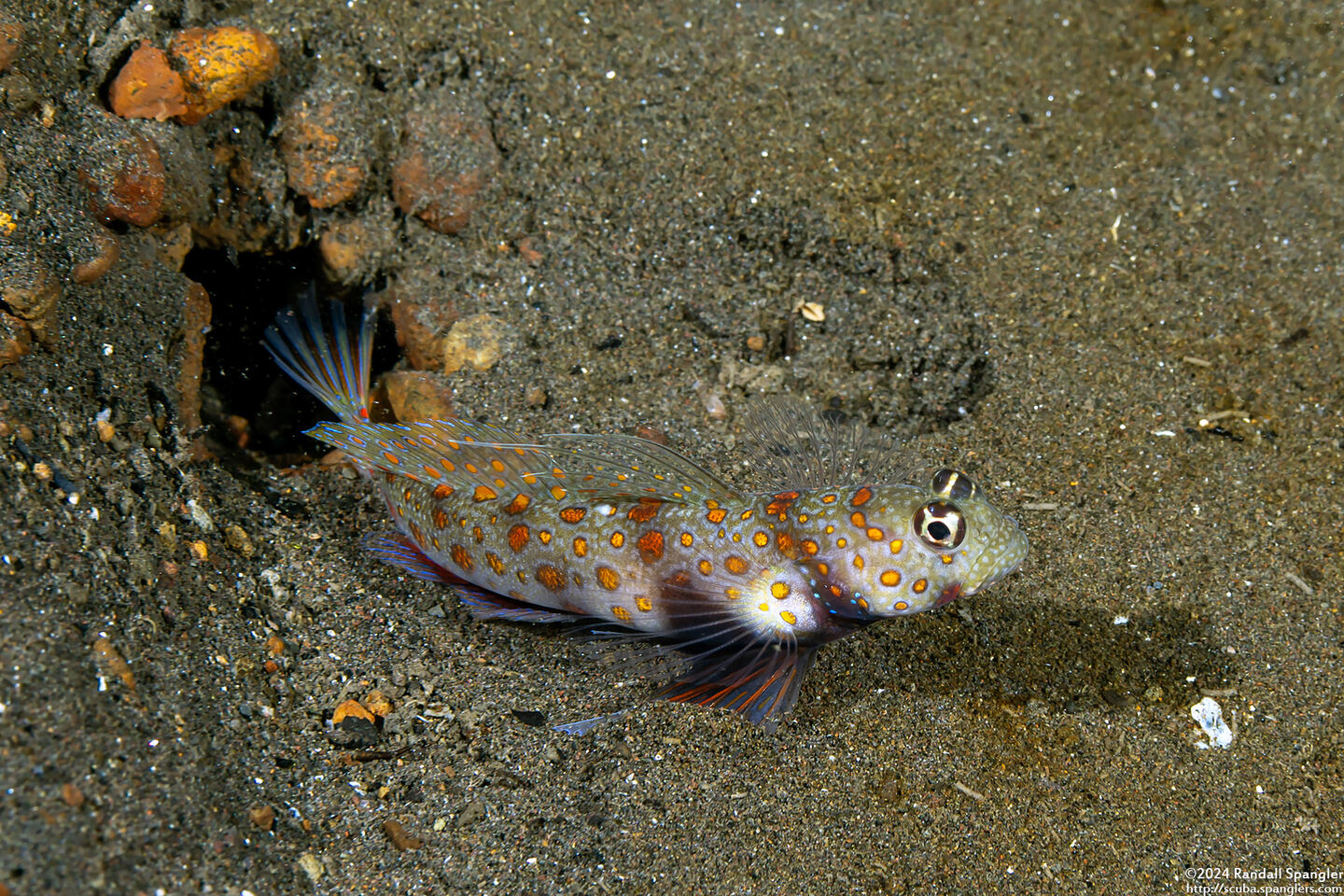 Amblyeleotris guttata (Spotted Shrimpgoby)