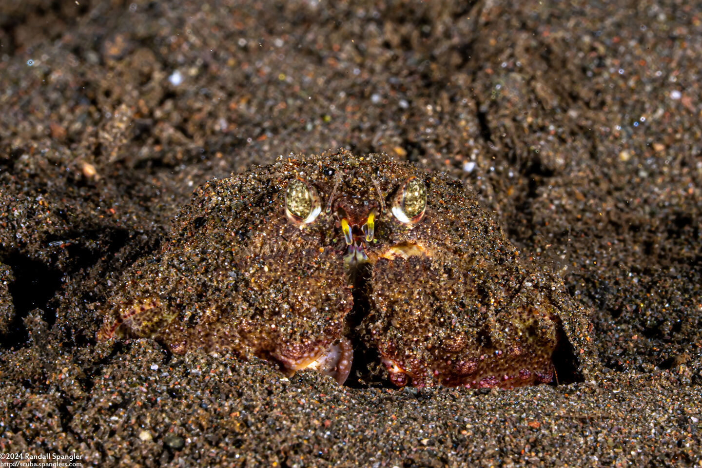 Calappa gallus (Rough Box Crab)