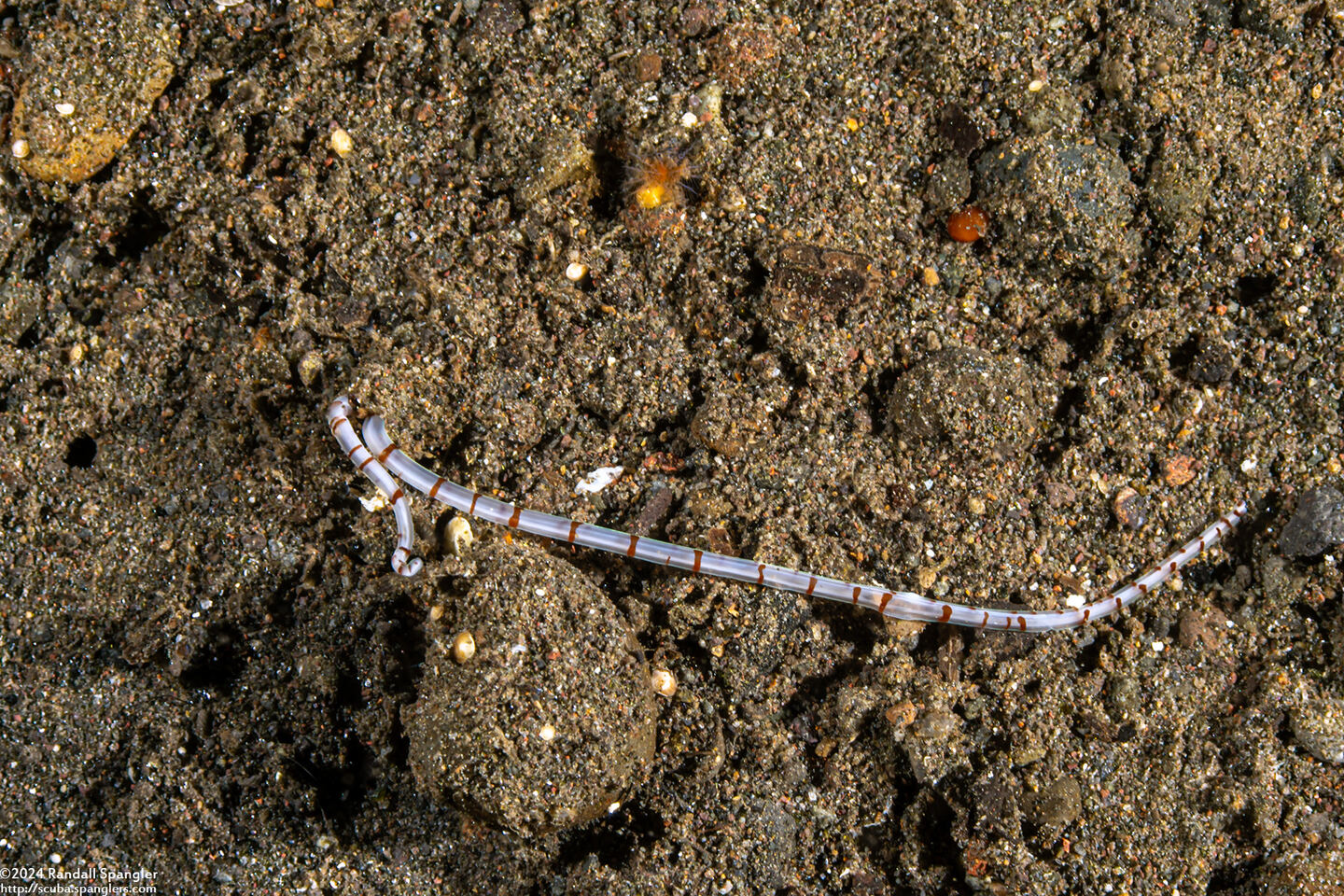 Spionidae sp.1 (Palp Worm)