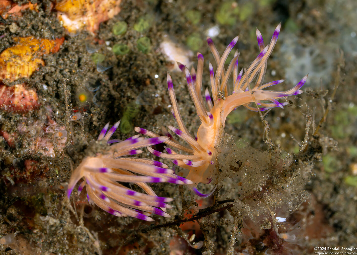 Coryphellina sp.2 (Pale Coryphellina)