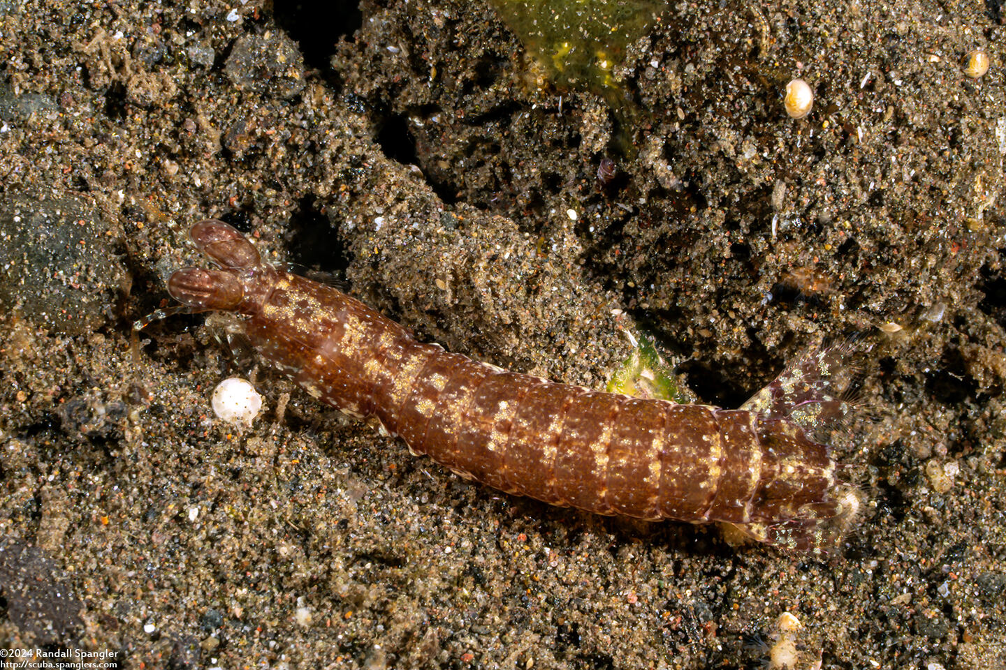 Pseudosquilla ciliata (Ciliated False Squilla)