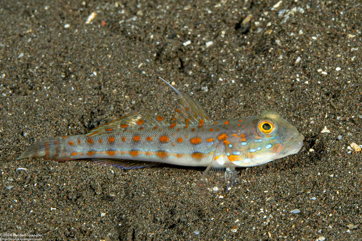 Valenciennea puellaris (Orange-Dashed Goby)