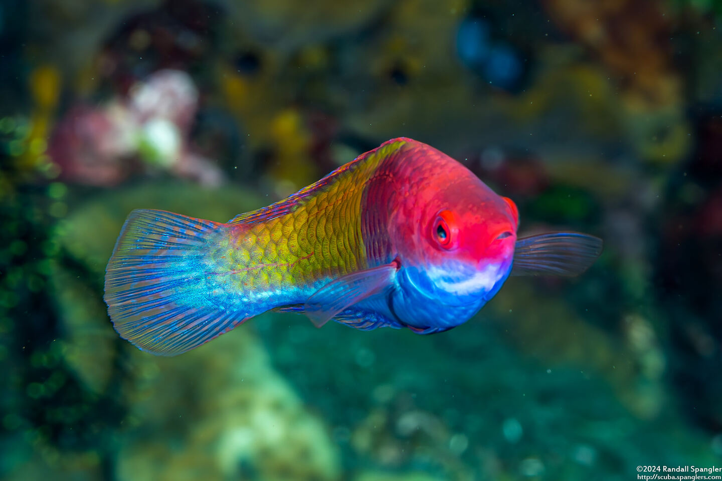 Cirrhilabrus aurantidorsalis (Orangeback Wrasse)