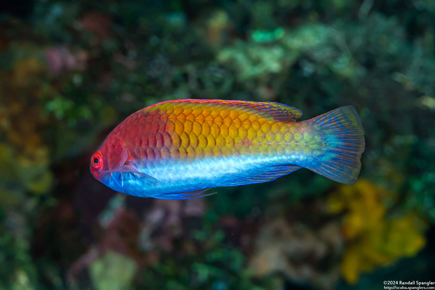 Cirrhilabrus aurantidorsalis (Orangeback Wrasse)