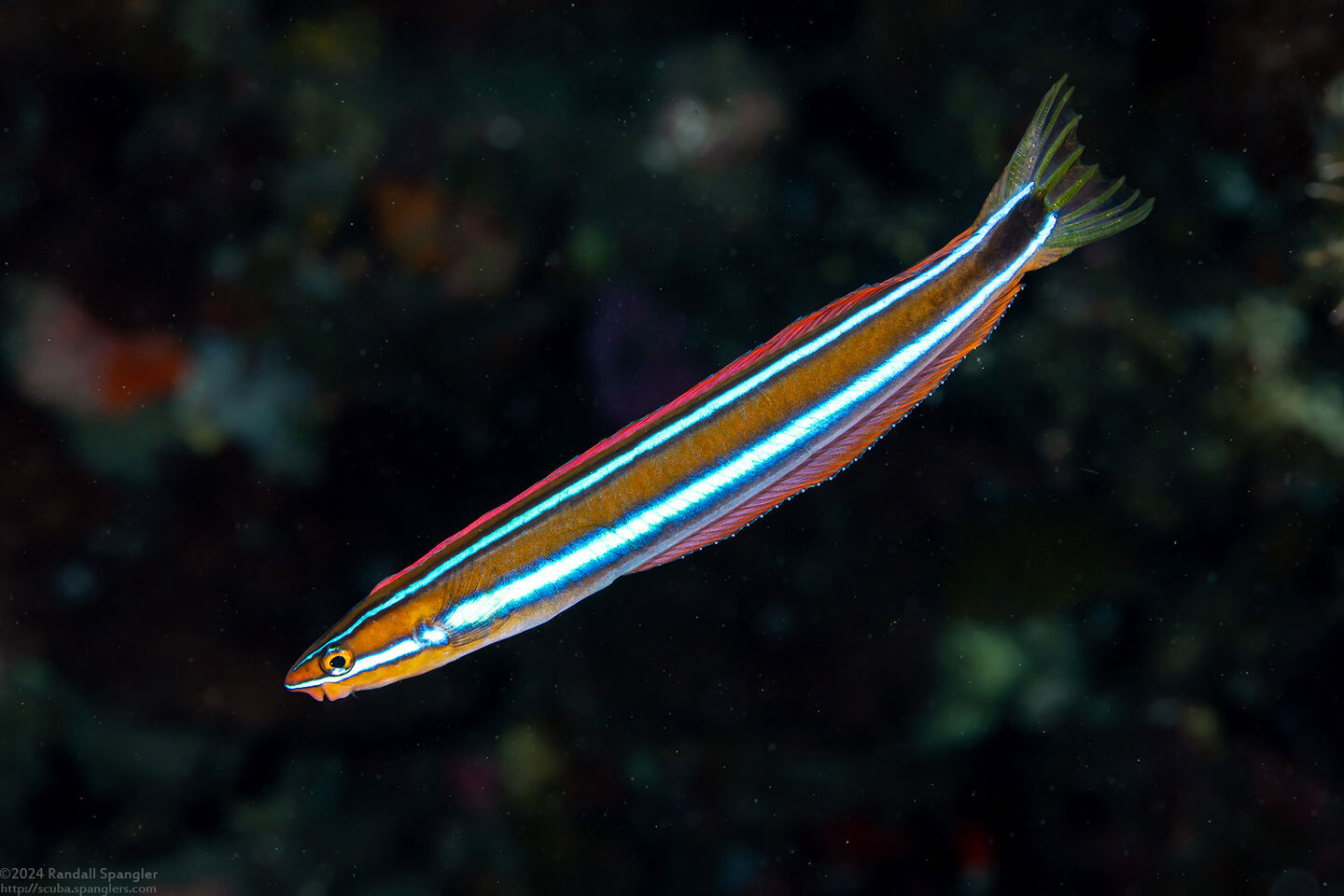 Plagiotremus rhinorhynchos (Bluestriped Fangblenny)