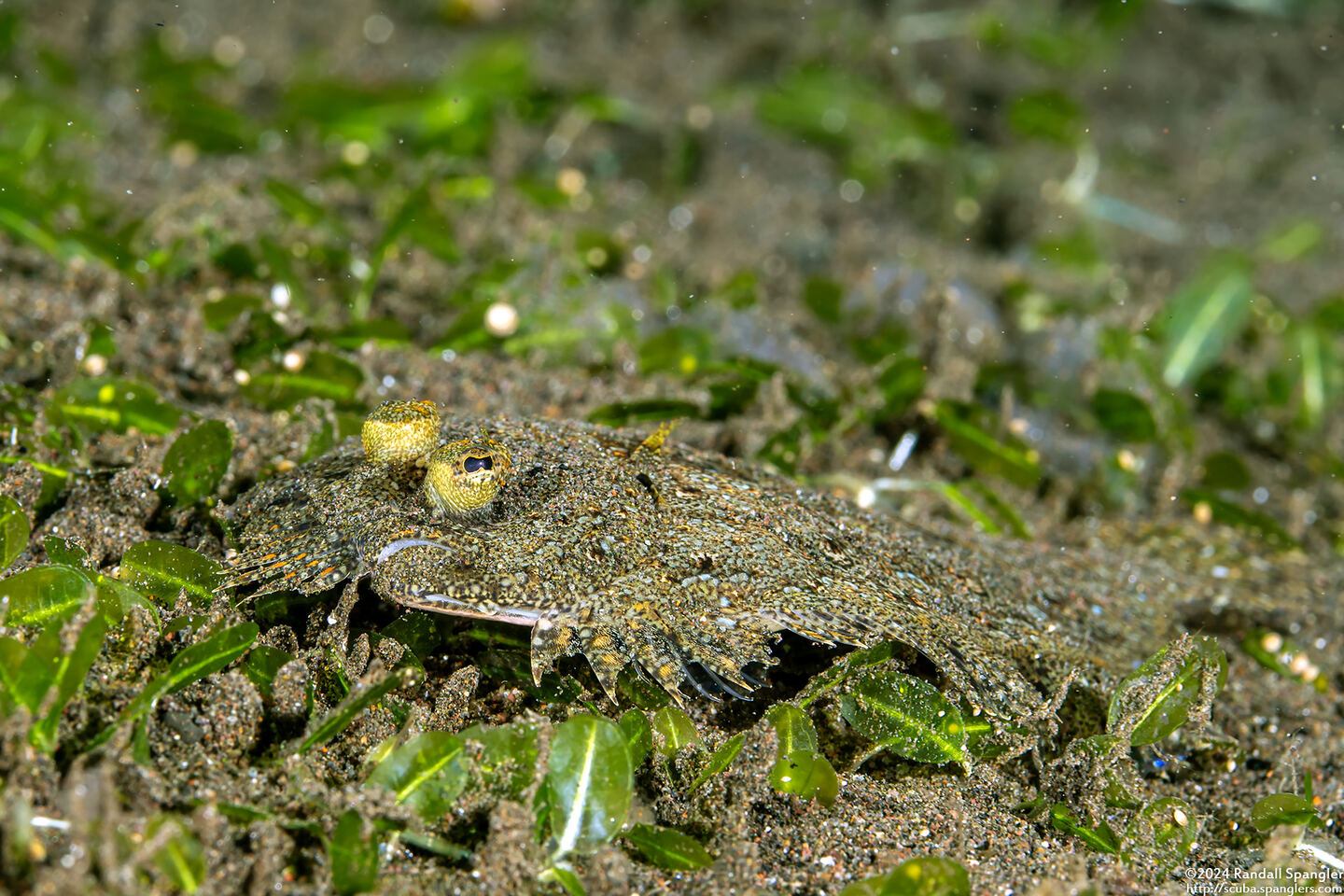 Bothus pantherinus (Panther Flounder)