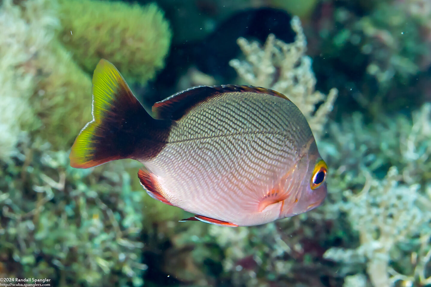 Lutjanus gibbus (Humpback Snapper)