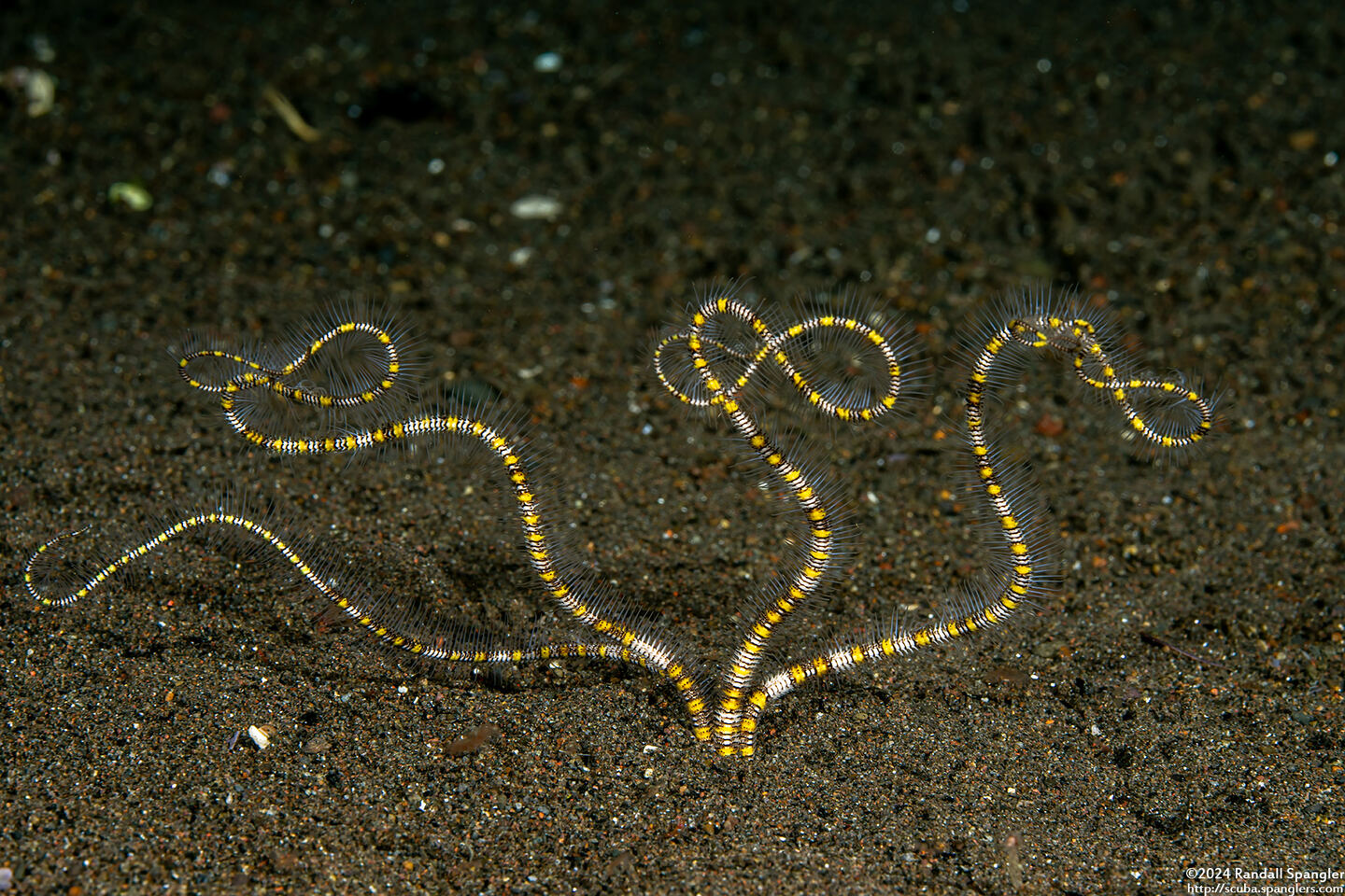 Ophiopsila polyacantha (Underground Brittle Star)