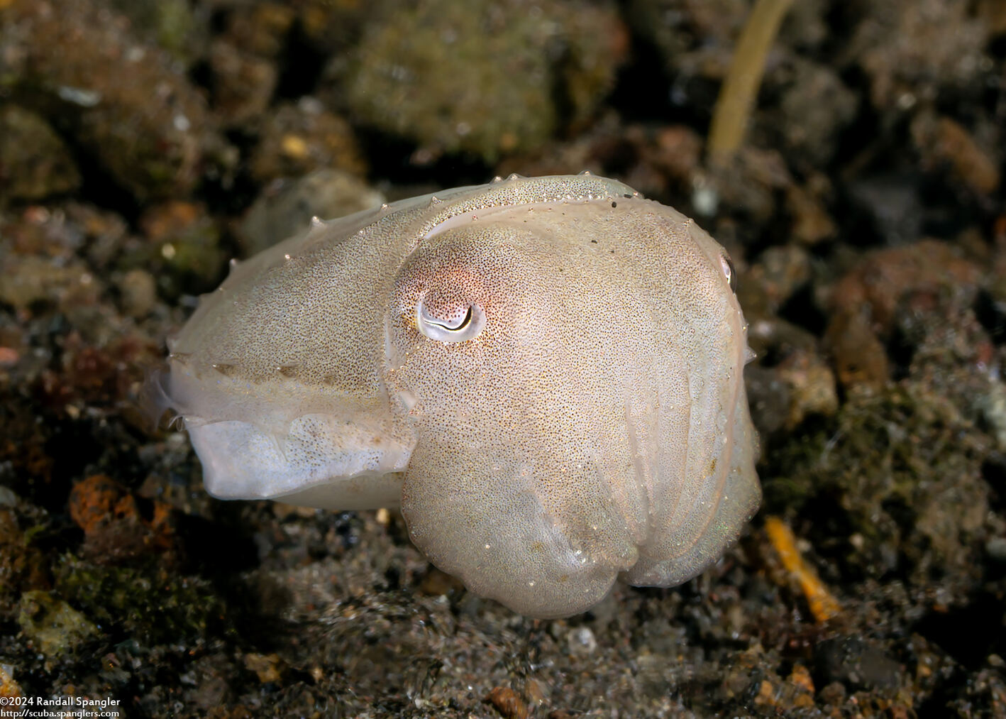 Sepia latimanus (Broadclub Cuttlefish)