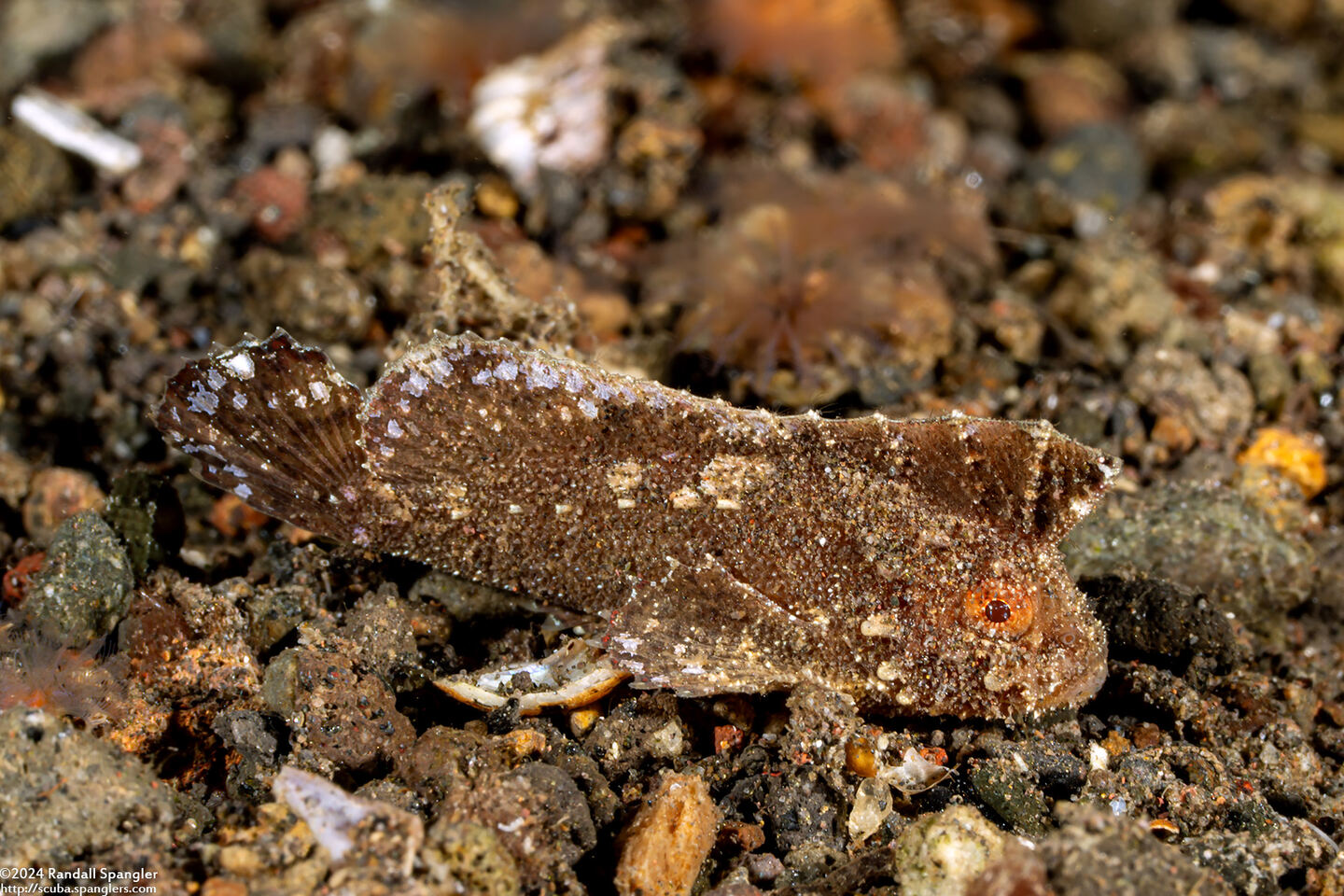 Ablabys taenianotus (Cockatoo Waspfish)