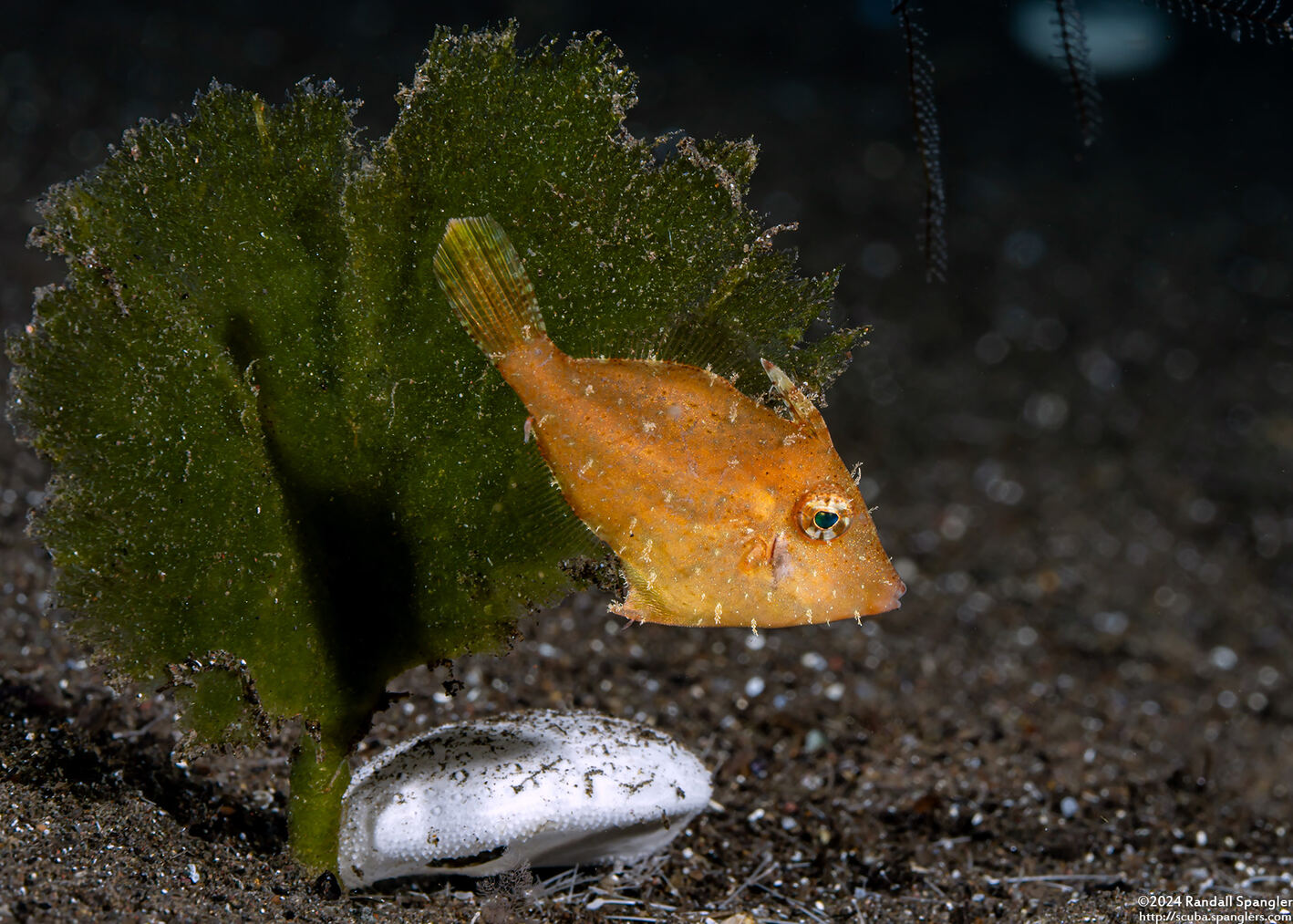 Acreichthys radiatus (Radial Filefish)