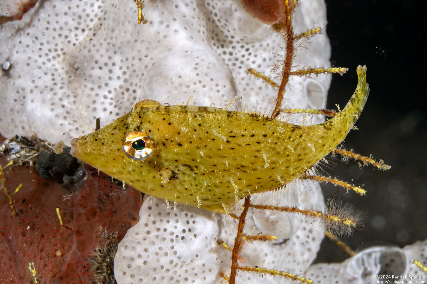 Pseudomonacanthus macrurus (Strapweed Filefish)