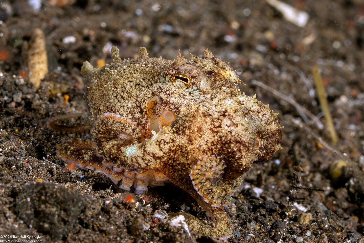 Amphioctopus marginatus (Coconut Octopus)