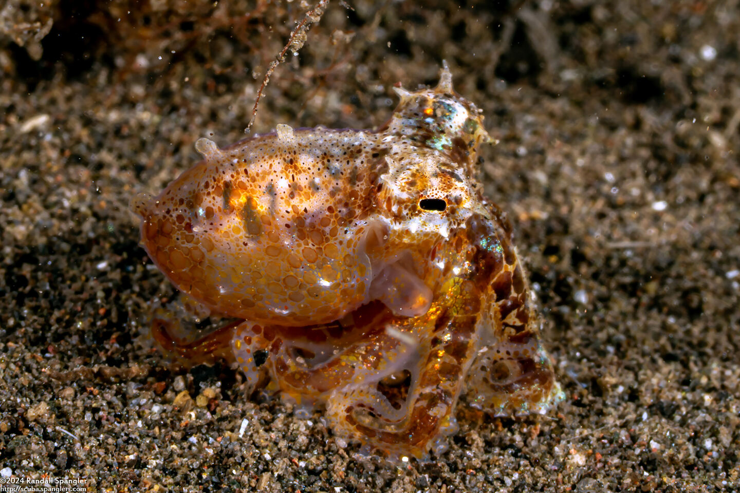 Octopus sp.2 (Octopus sp.2)