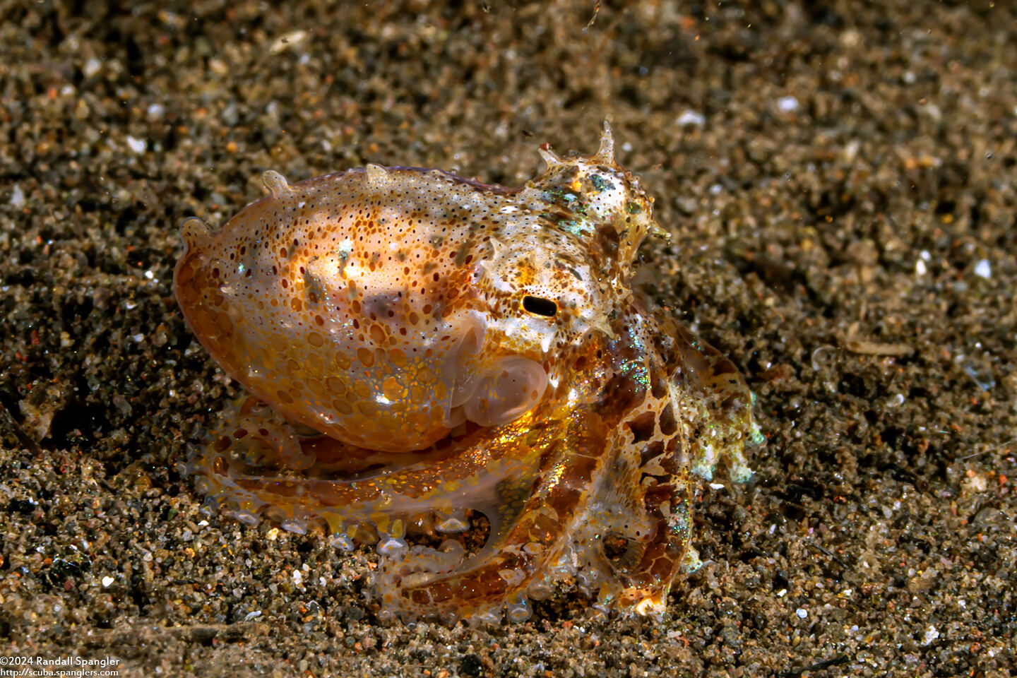 Octopus sp.2 (Octopus sp.2)