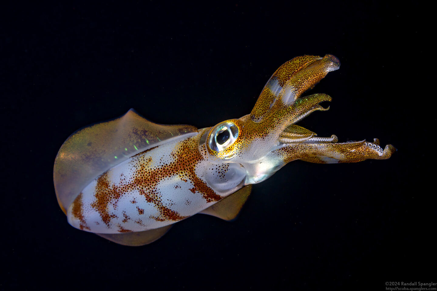 Sepioteuthis lessoniana (Bigfin Reef Squid)