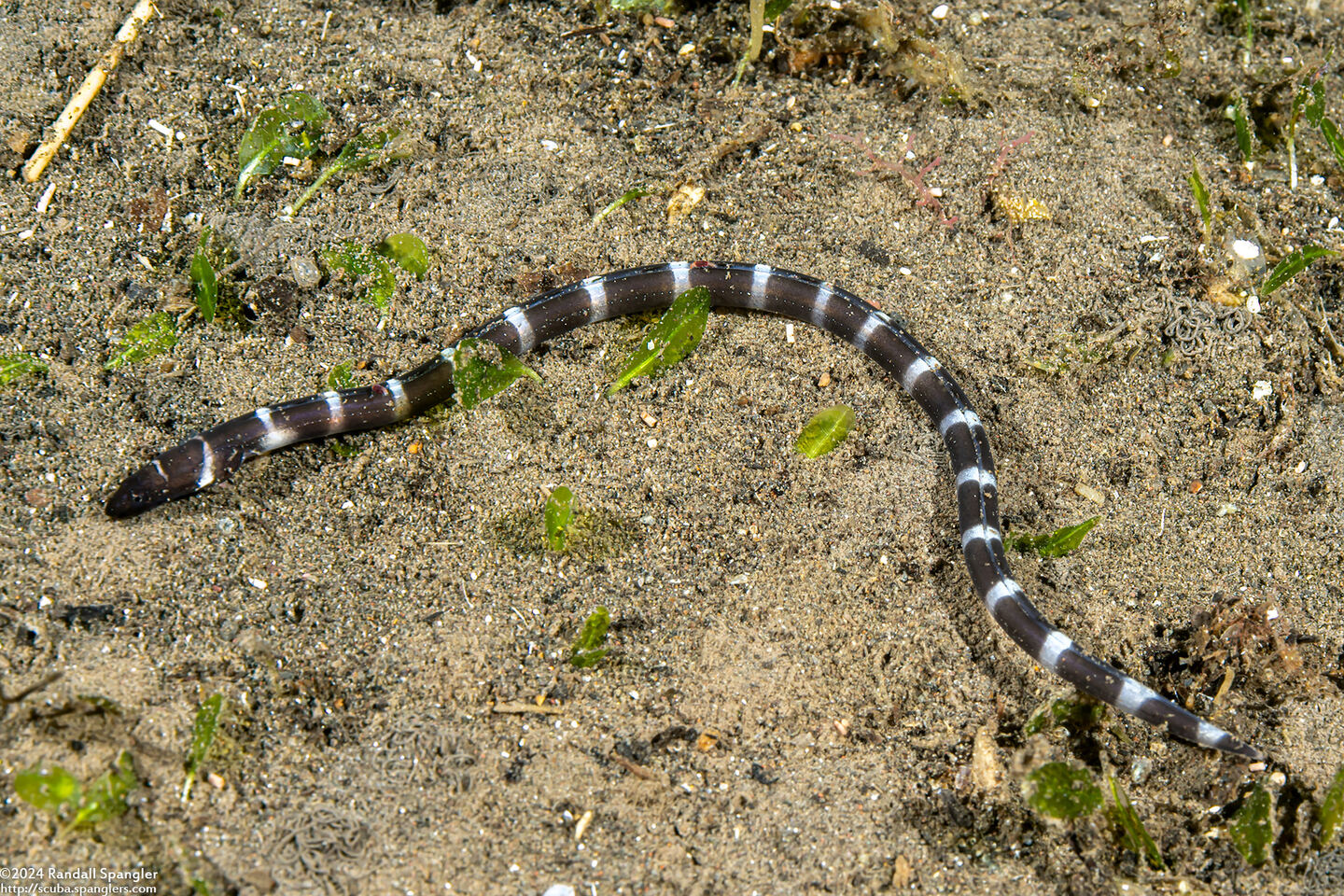 Leiuranus semicinctus (Saddled Snake Eel)