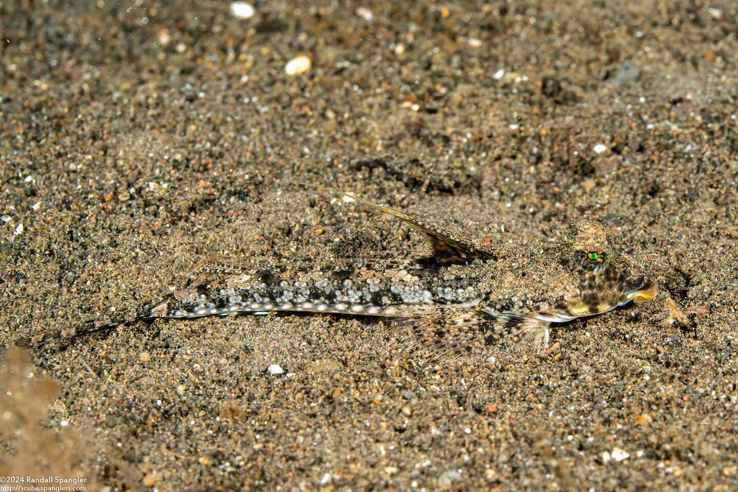 Callionymus superbus (Superb Dragonet)