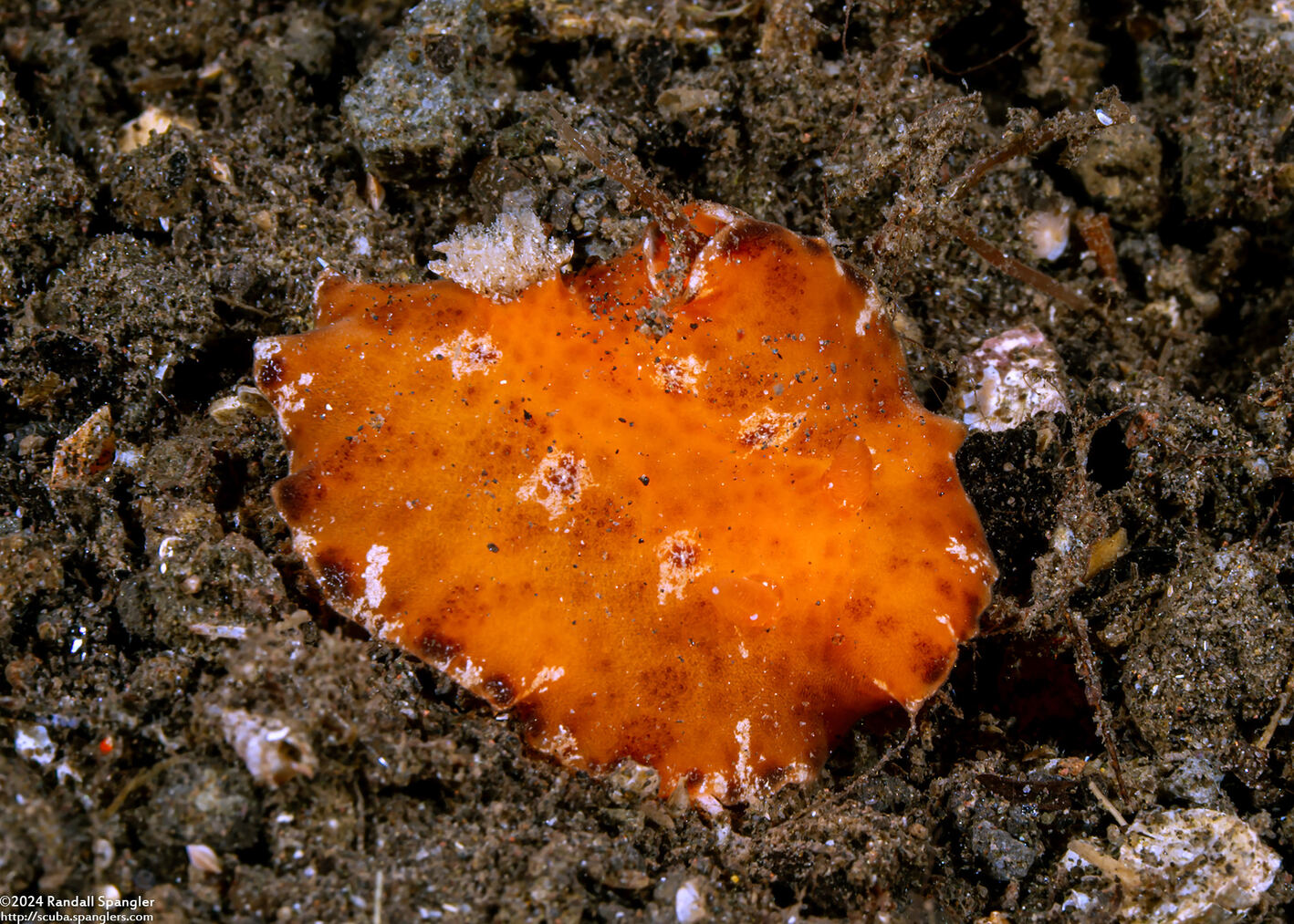 Sclerodoris tuberculata (Sponge Sclerodoris)