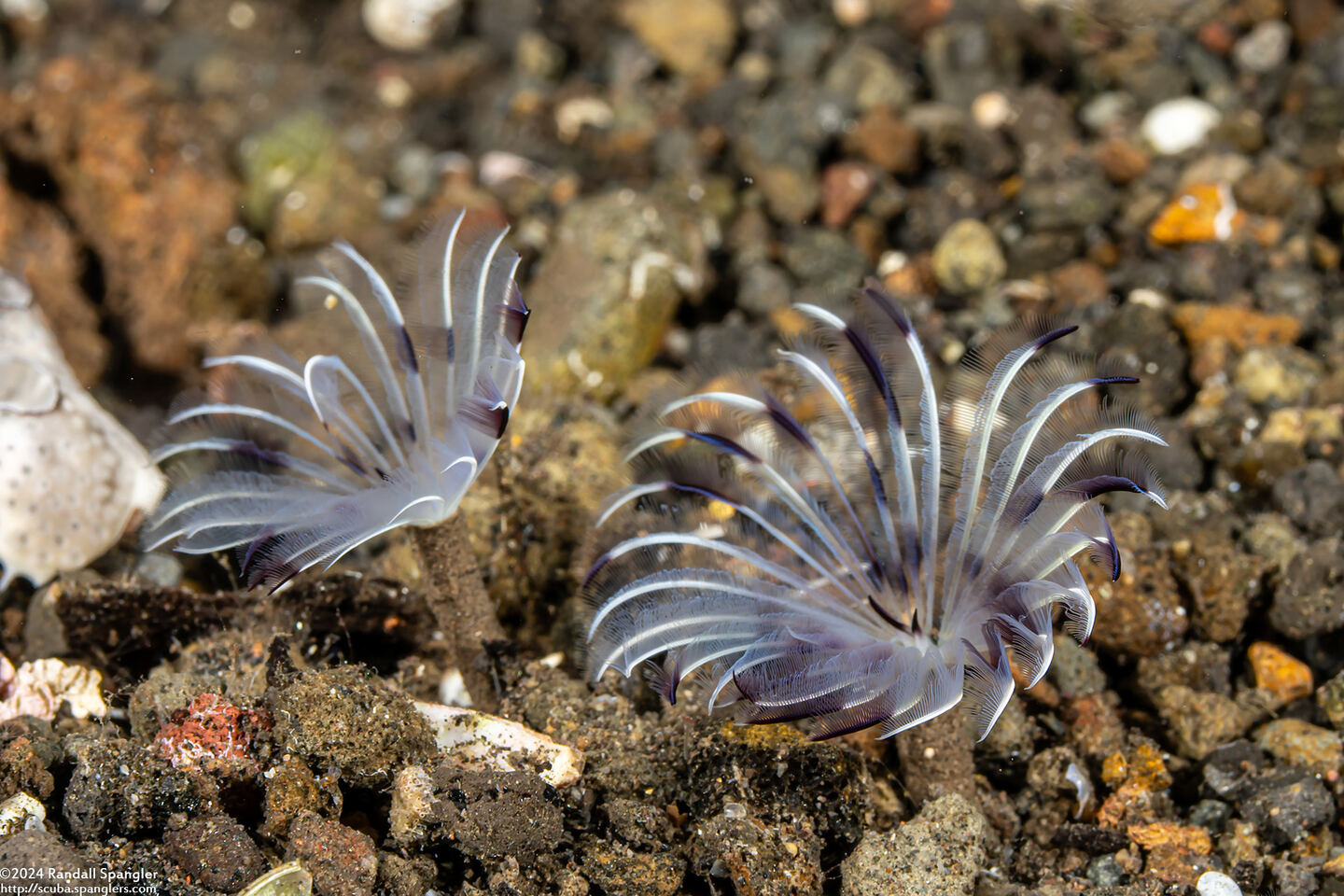 Sabellidae sp.2 (Sabellidae sp.2)