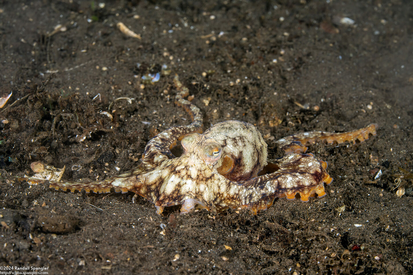 Amphioctopus marginatus (Coconut Octopus); Missing a few arms